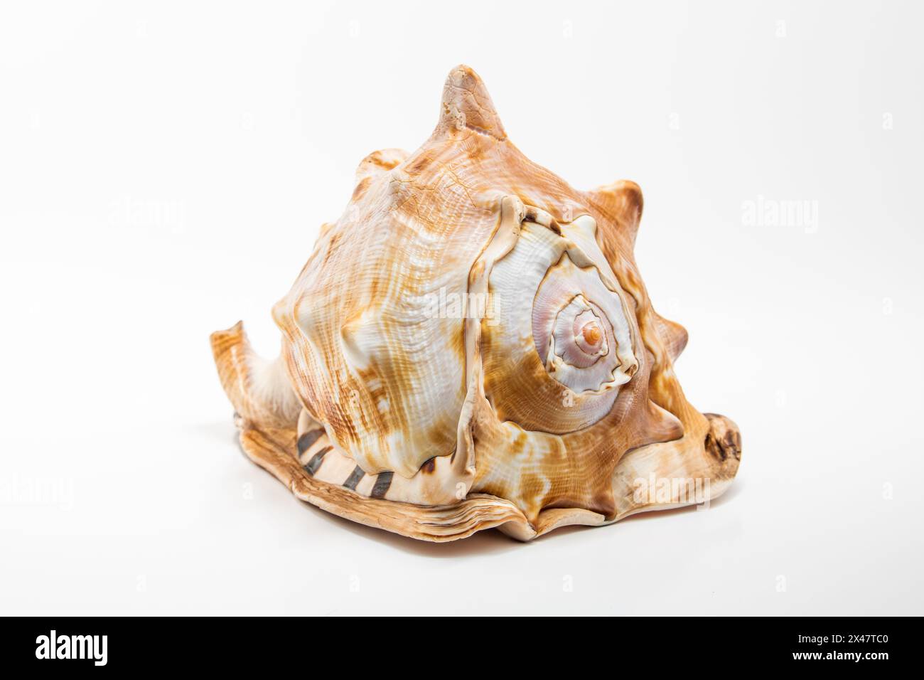 Conch Sea Shell isolated white background Stock Photo