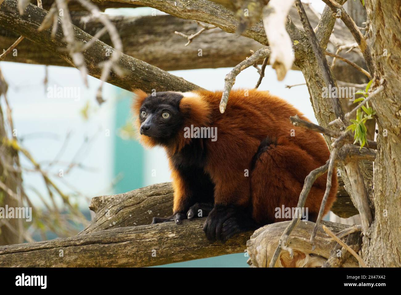 Close up of a Red ruffed lemur (Varecia rubra), native to Madagascar, sitting on the branch Stock Photo