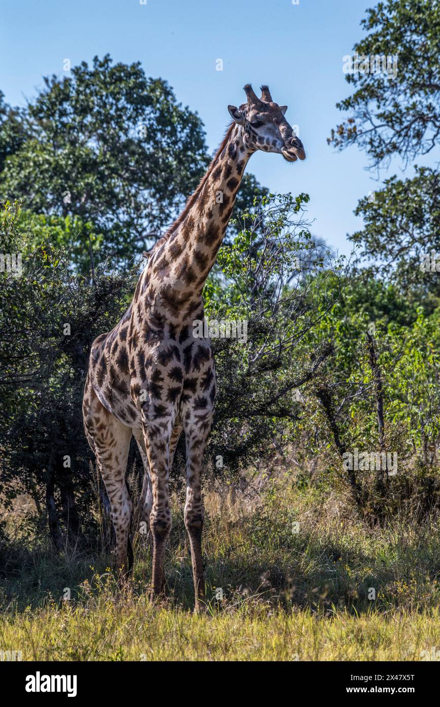 Africa, Botswana, Okavango Delta. A juvenile male giraffe walking in the savanna of Botswana. Stock Photo