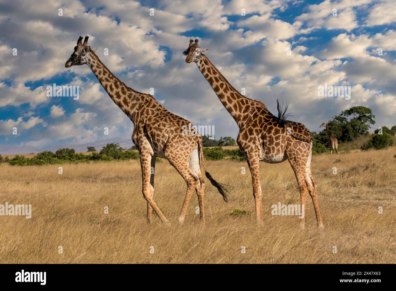 Africa, Kenya, Masai Mara National Reserve. Digital composite sky and giraffe. Stock Photo