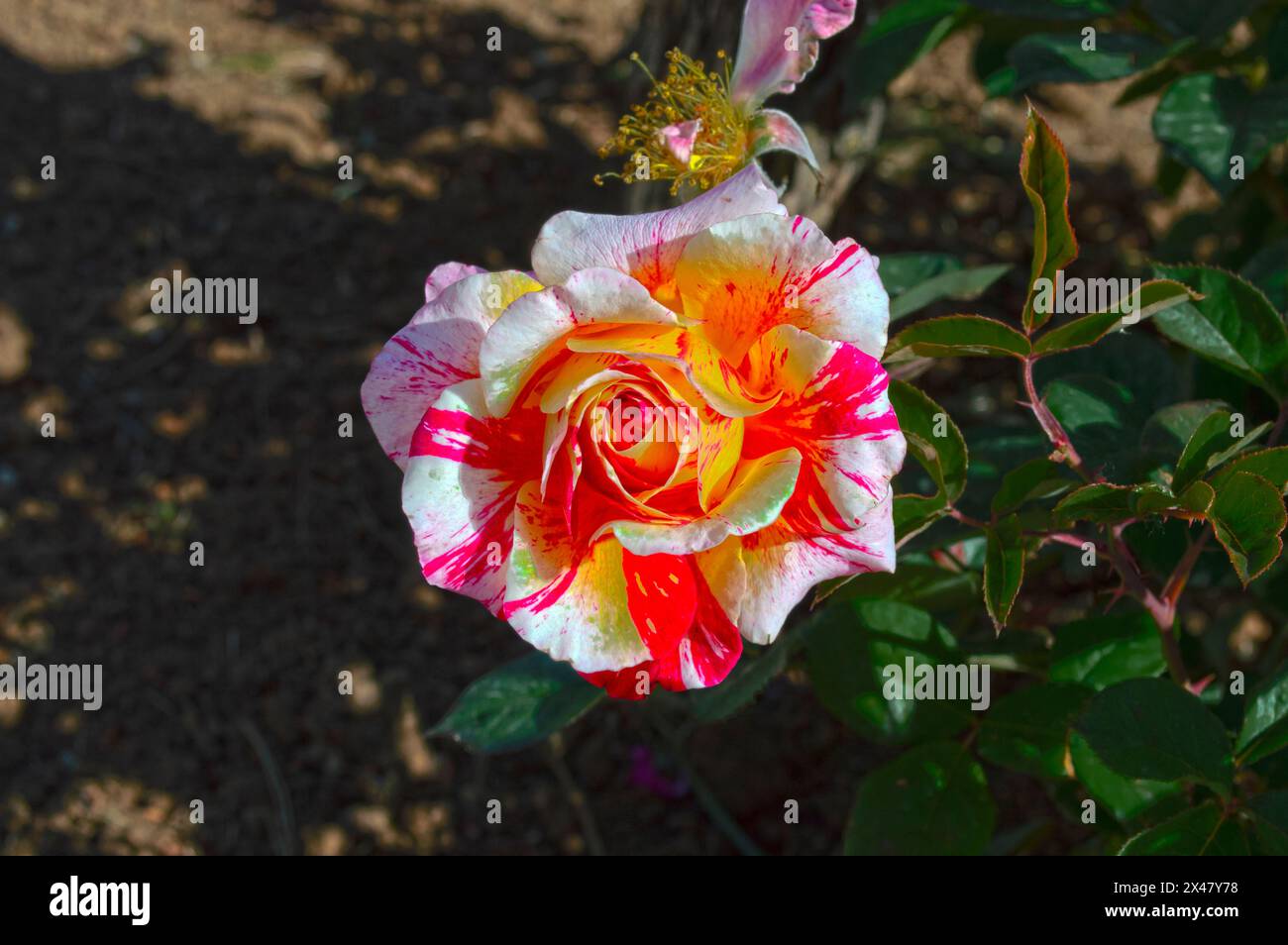 Roses, garden flowers in spring Stock Photo