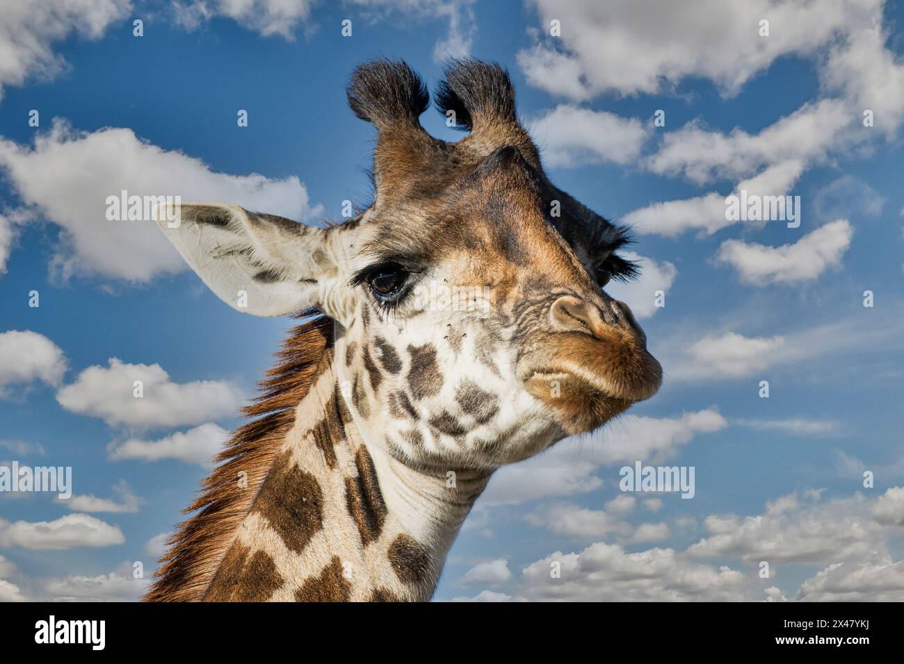 Africa, Kenya, Masai Mara National Reserve. Digital composite sky and giraffe. Stock Photo