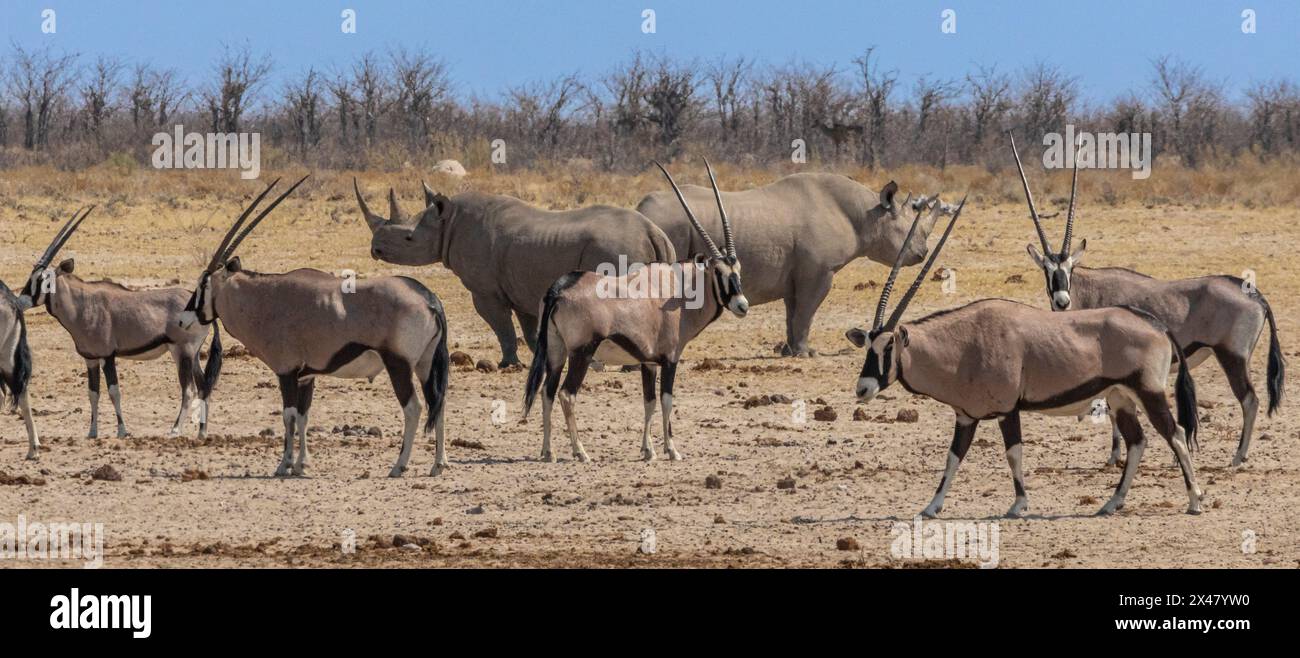 Hooked-Lipped (black) Rhinoceros (Diceros bicornis) with other wild animals at waterhole in Etosha National Park. Stock Photo
