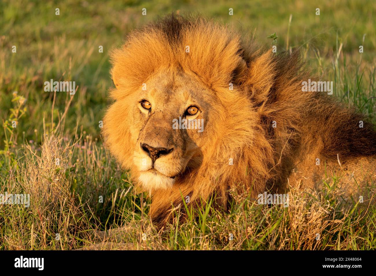 Africa, Tanzania. Headshot of a male Lion with a golden mane Stock ...