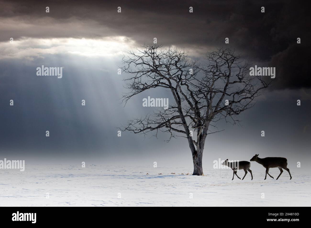 Japan, Hokkaido. Winters snow with lone tree and Sitka deer (digital composite) Stock Photo