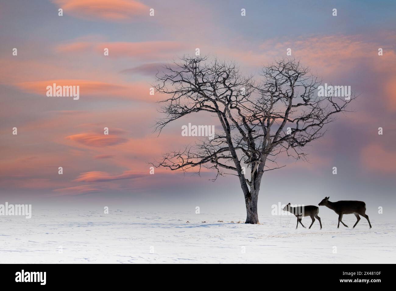 Japan, Hokkaido. Winters snow with lone tree and Sitka deer (digital composite) Stock Photo