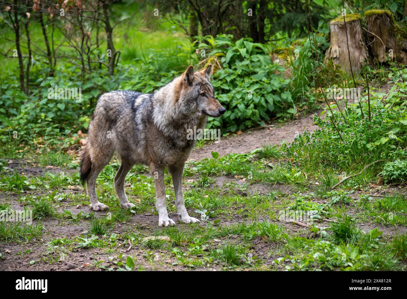 Russian wolf teeth hi-res stock photography and images - Alamy