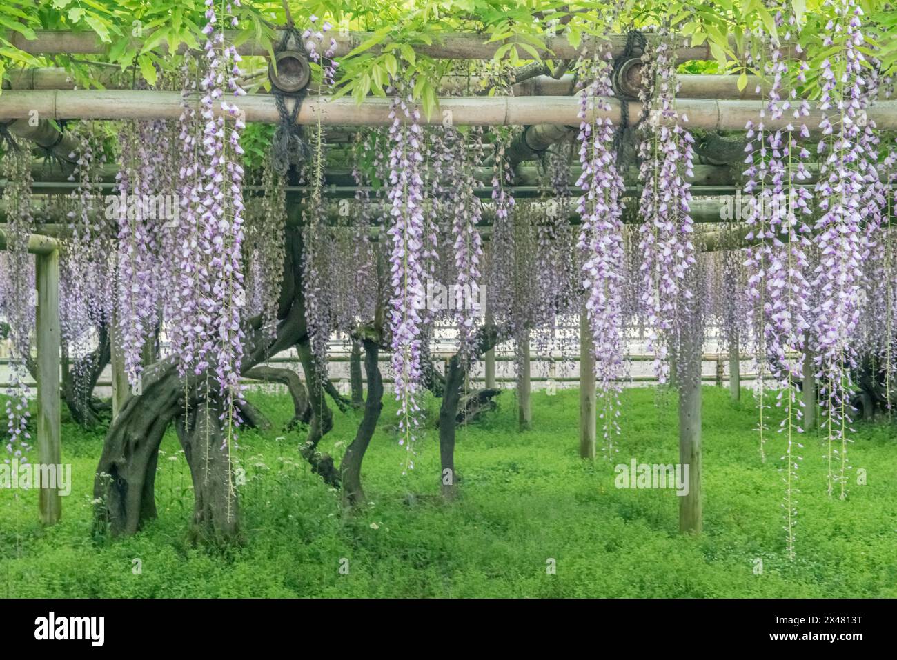 Japan, Uji. Byodo-in Temple, wisteria Stock Photo