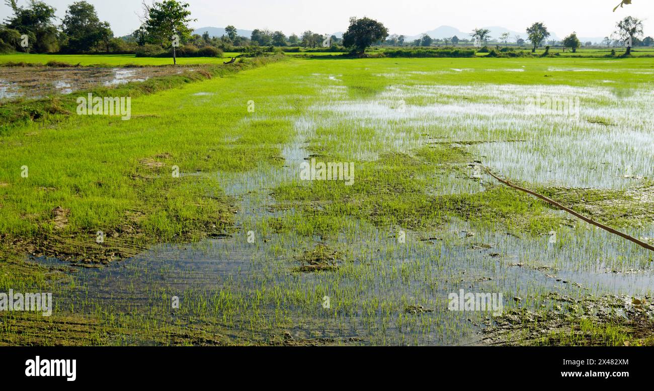 Over Rice Field Panoramic view over rice hi-res stock photography and images - Alamy