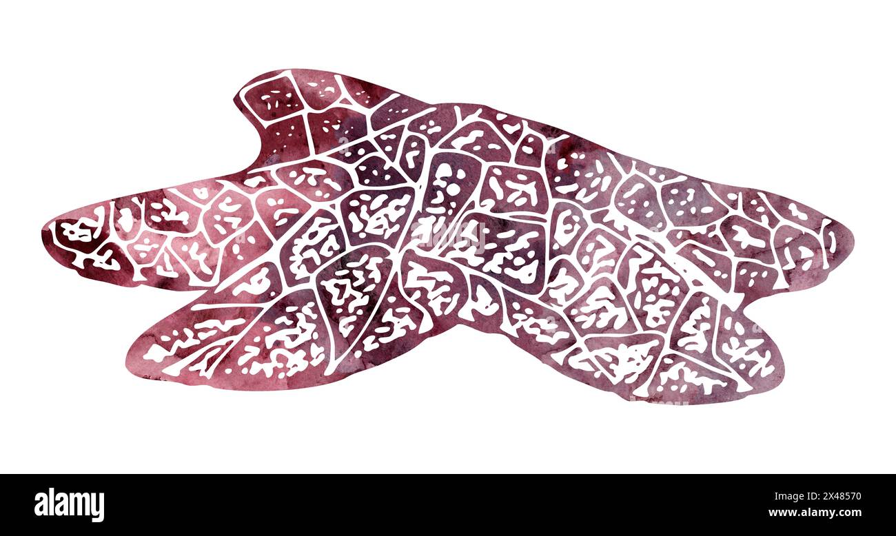Watercolor and ink hand drawn marine life, sea ocean underwater creatures. fish, shells algae seaweed. Single object illustration, stylized, isolated Stock Photo