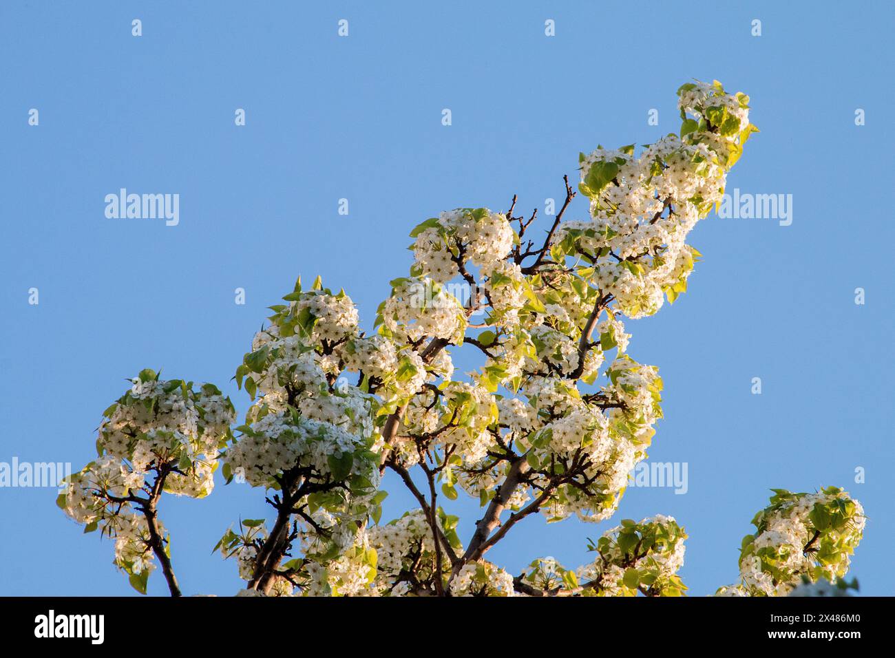 Branches of a tree with white flowers in bloom against a clear blue sky ...