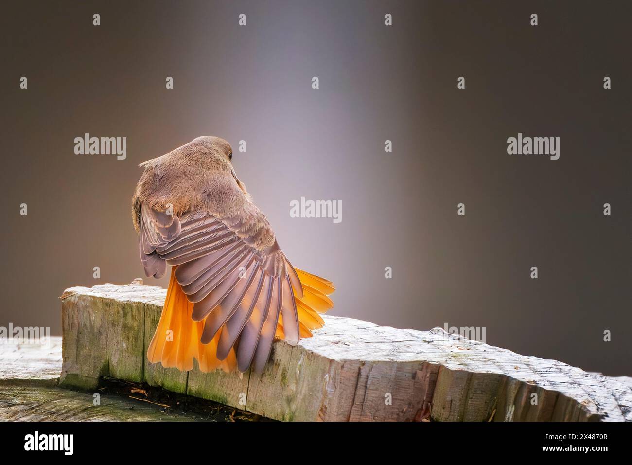 Female common redstart (Phoenicurus phoenicurus) perched on a trunk of a cut tree and stretching a wing. Copy space image. Stock Photo