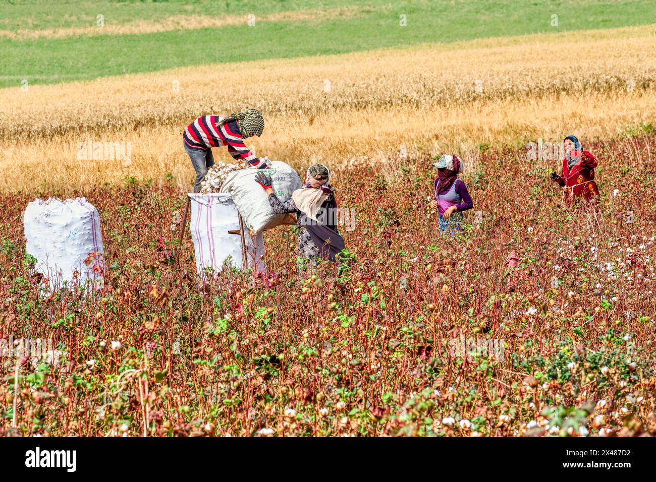 Syrian refugees harvesting cotton in a field, Van, Turkey Stock Photo