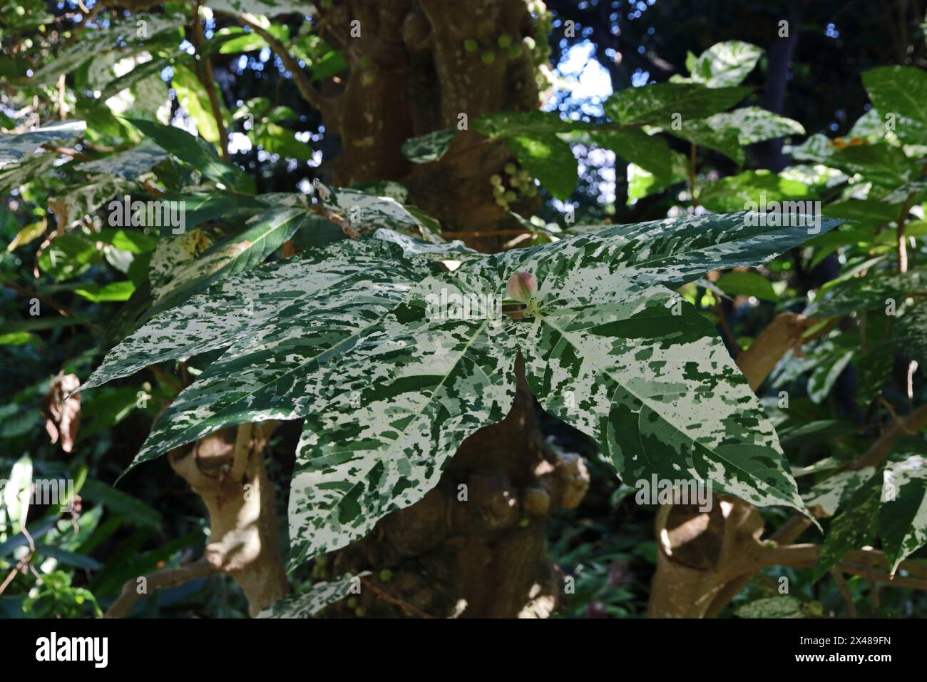 Leaves of Ficus Aspera Palellii variegata Stock Photo