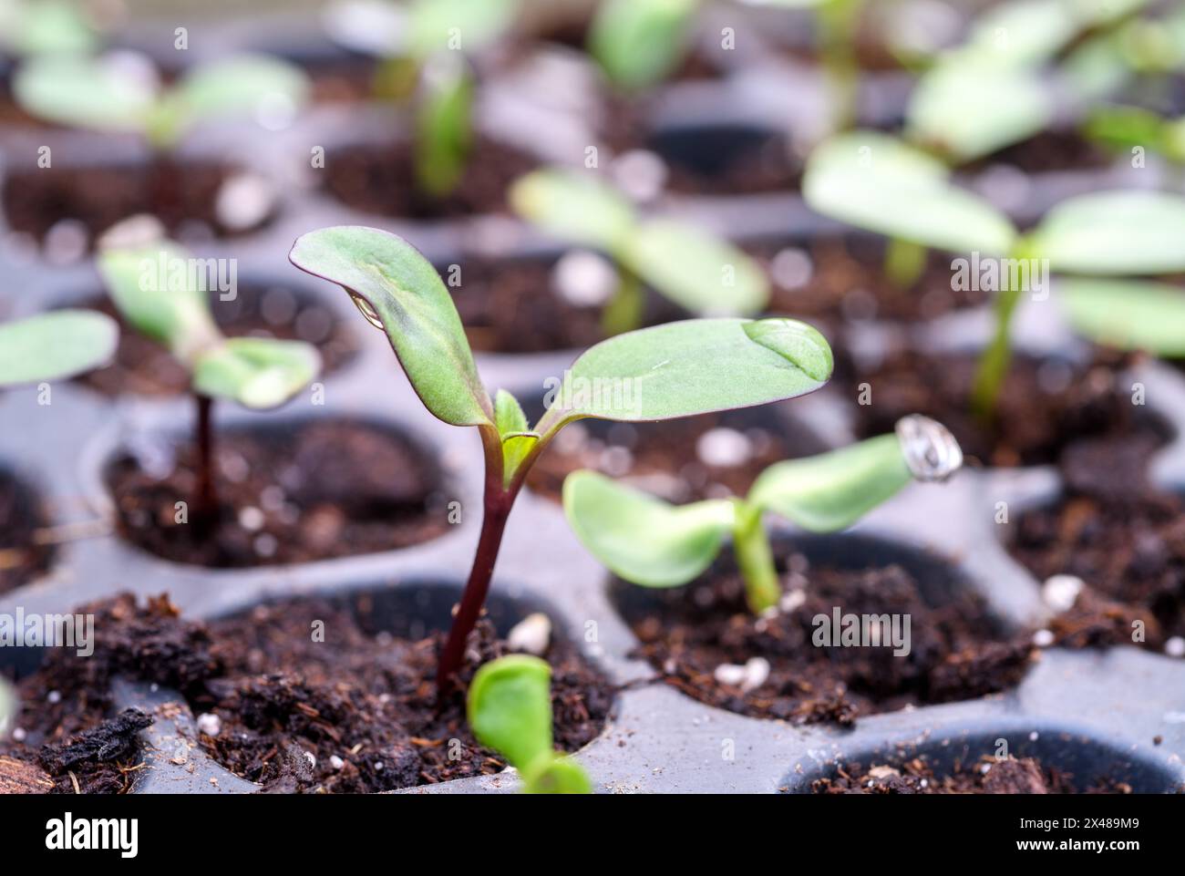 Sunflower seedlings in a seed tray UK Stock Photo