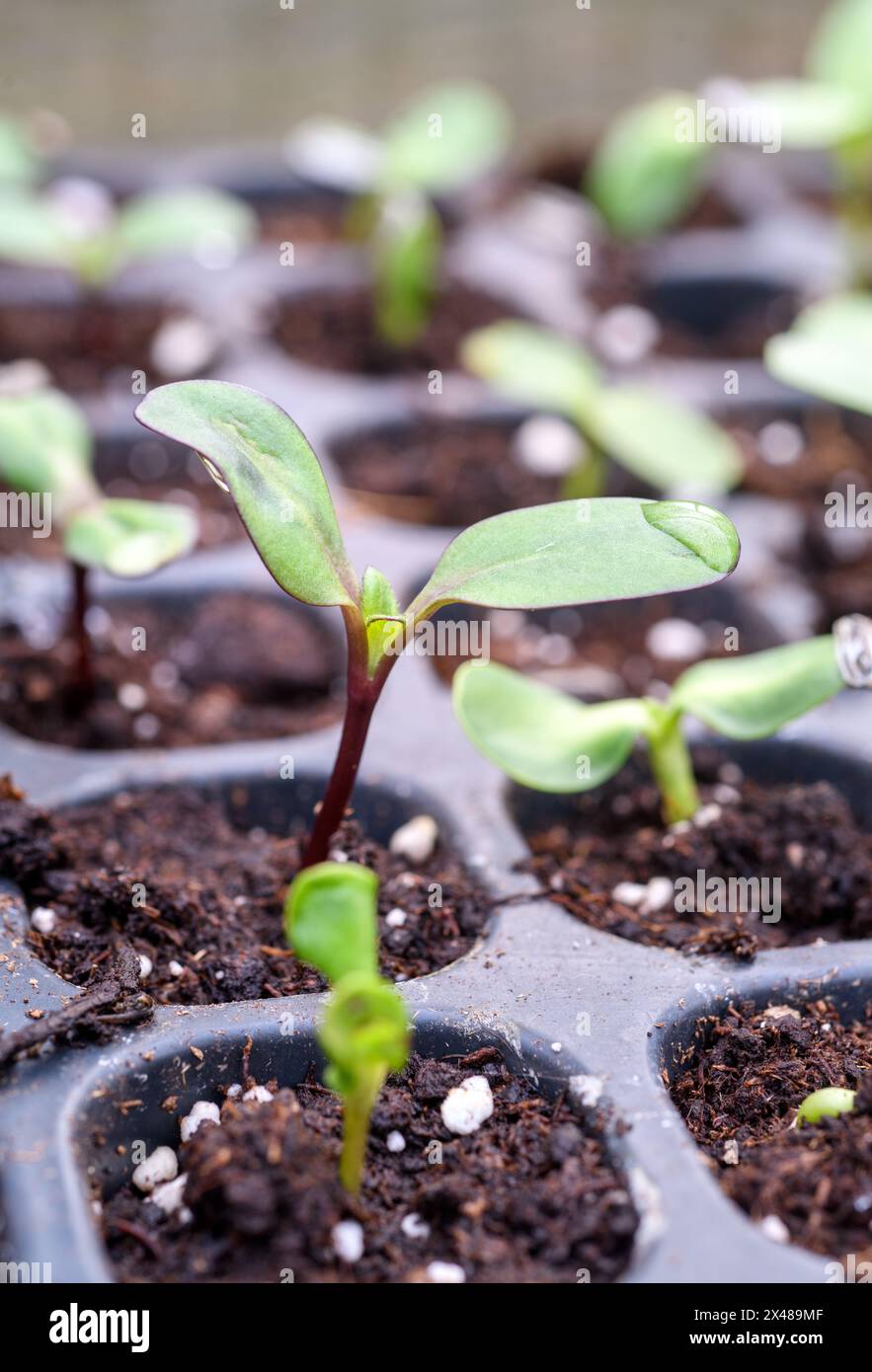 Sunflower seedlings in a seed tray UK Stock Photo