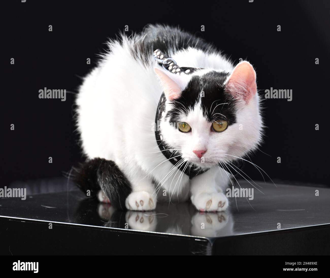 Frodothecat hires stock photography and images Alamy