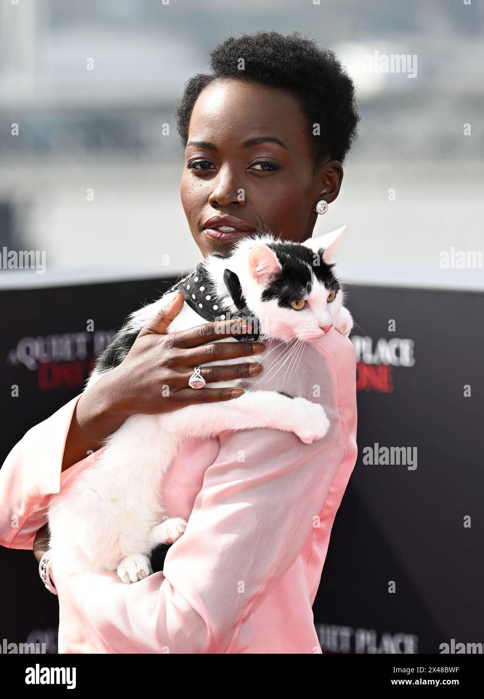 Frodothecat hi res stock photography and images Alamy