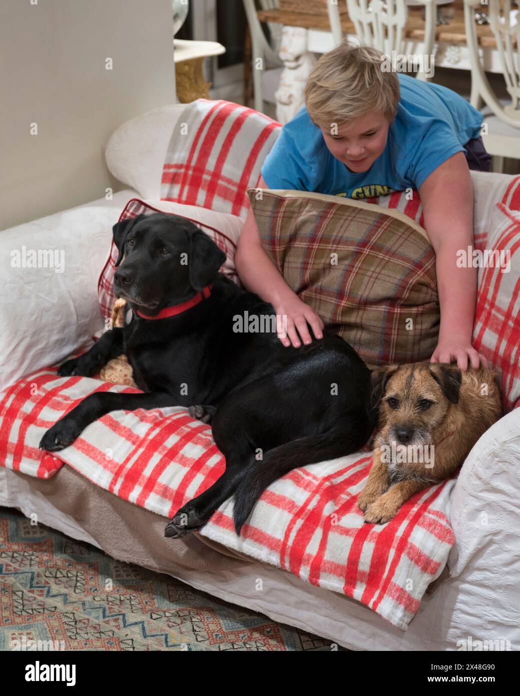 Boy stroking pet dog in Dorset family home, England, UK Stock Photo