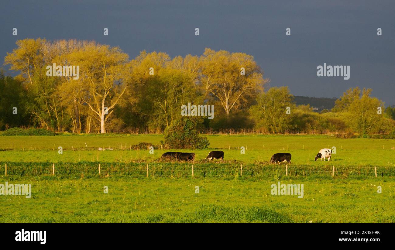 Cows grazing in a meadow on the Somerset Levels near Glastonbury UK with dark clouds on the horizon Stock Photo
