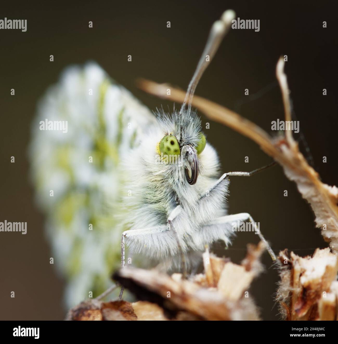 Macro, Closeup Of The Spotted Compound Eyes And Curled Up Proboscis Of