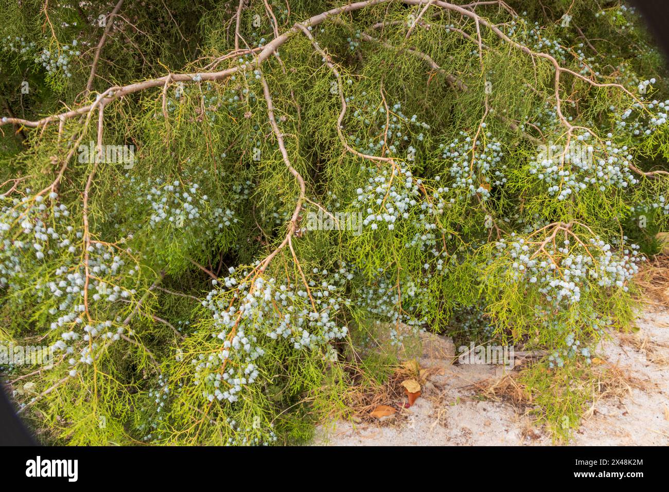 Tetraclinis articulata, Sandarac Tree Stock Photo