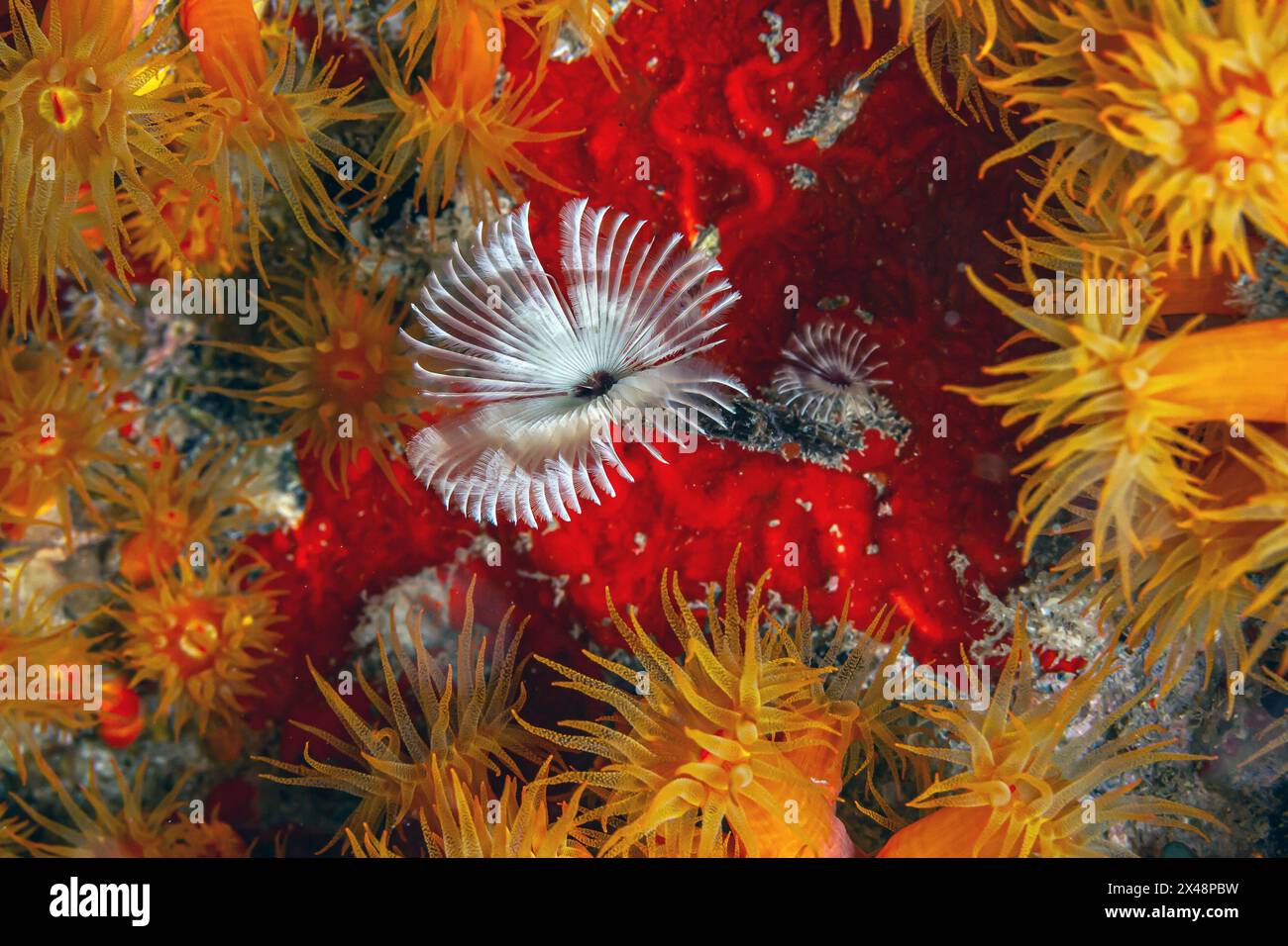 Serpula,calcareous tubeworm, serpulid tubeworm, fanworm, or plume worm is a genus of sessile, marine annelid tube worms that belongs to the family Ser Stock Photo