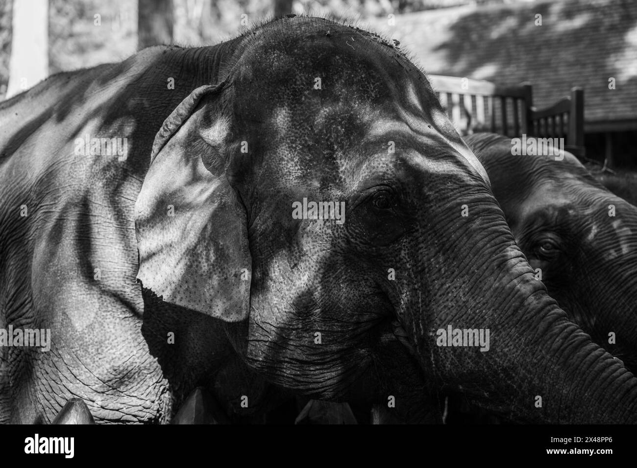 A portrait of an Asian elephant taken in Luang Prabang, Southeast Asia. Stock Photo