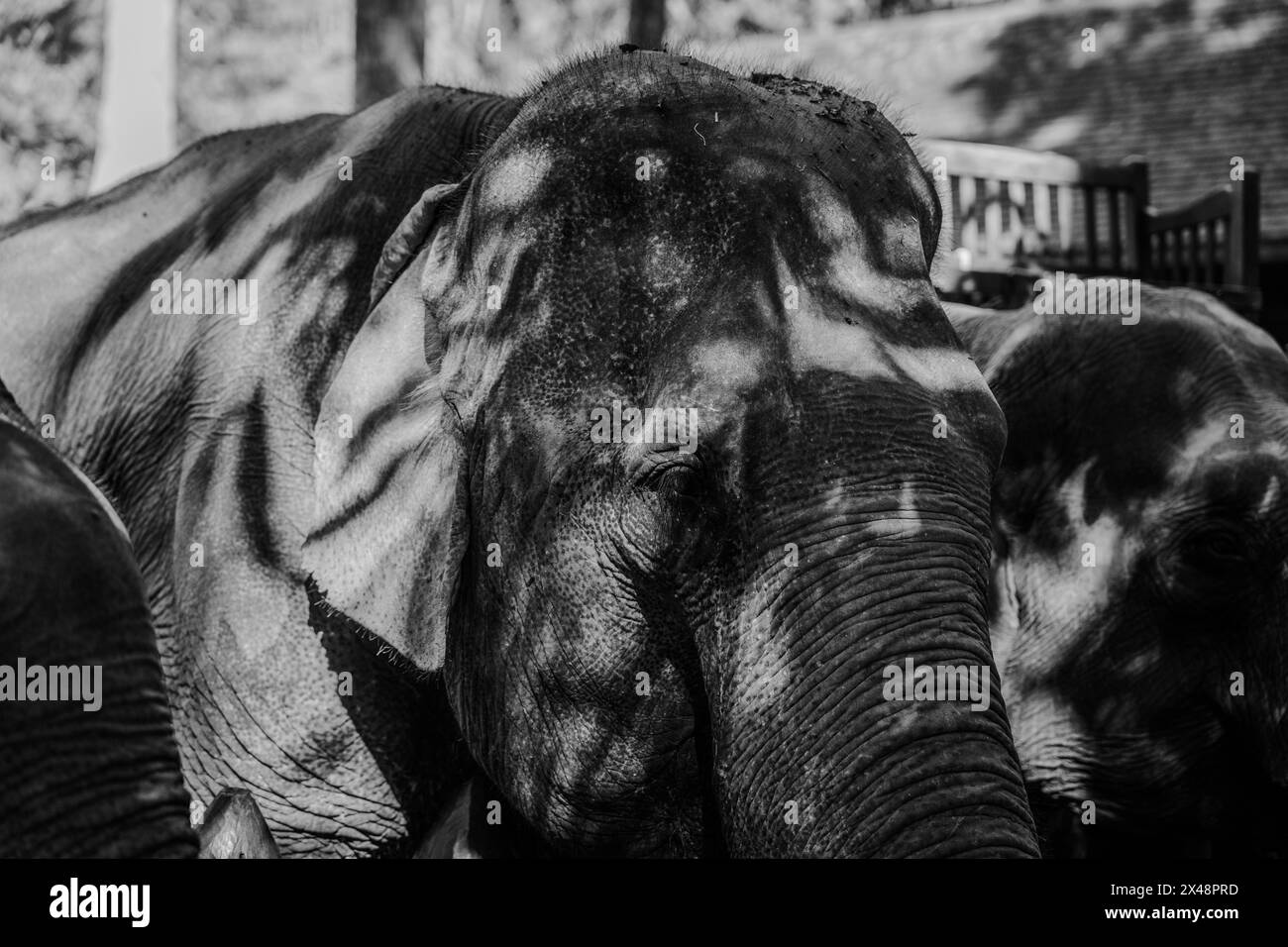 A portrait of an Asian elephant taken in Luang Prabang, Southeast Asia. Stock Photo