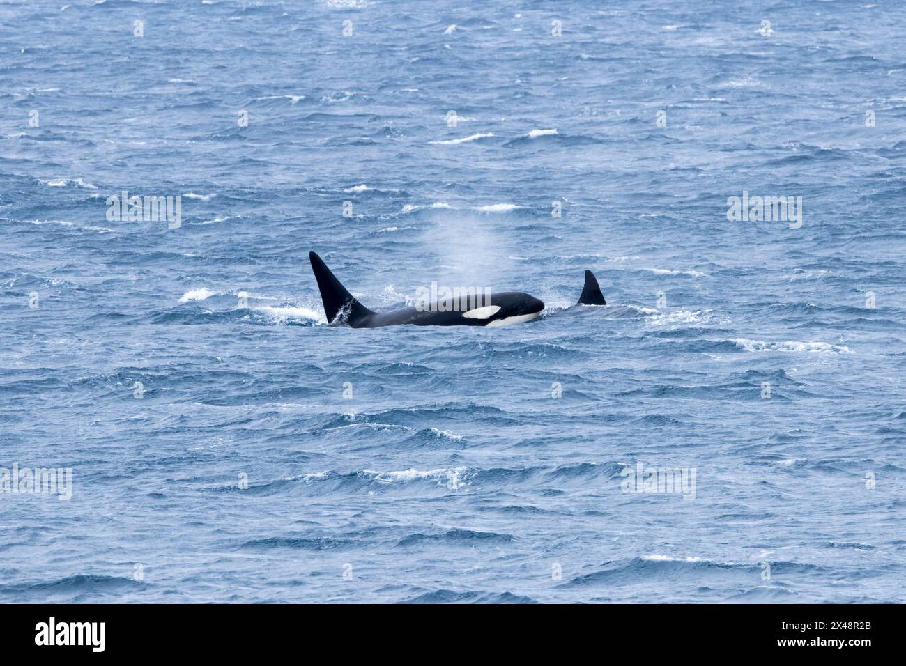 Antarctic Orcas (Type A) (Orcinus orca) patrolling the waters off