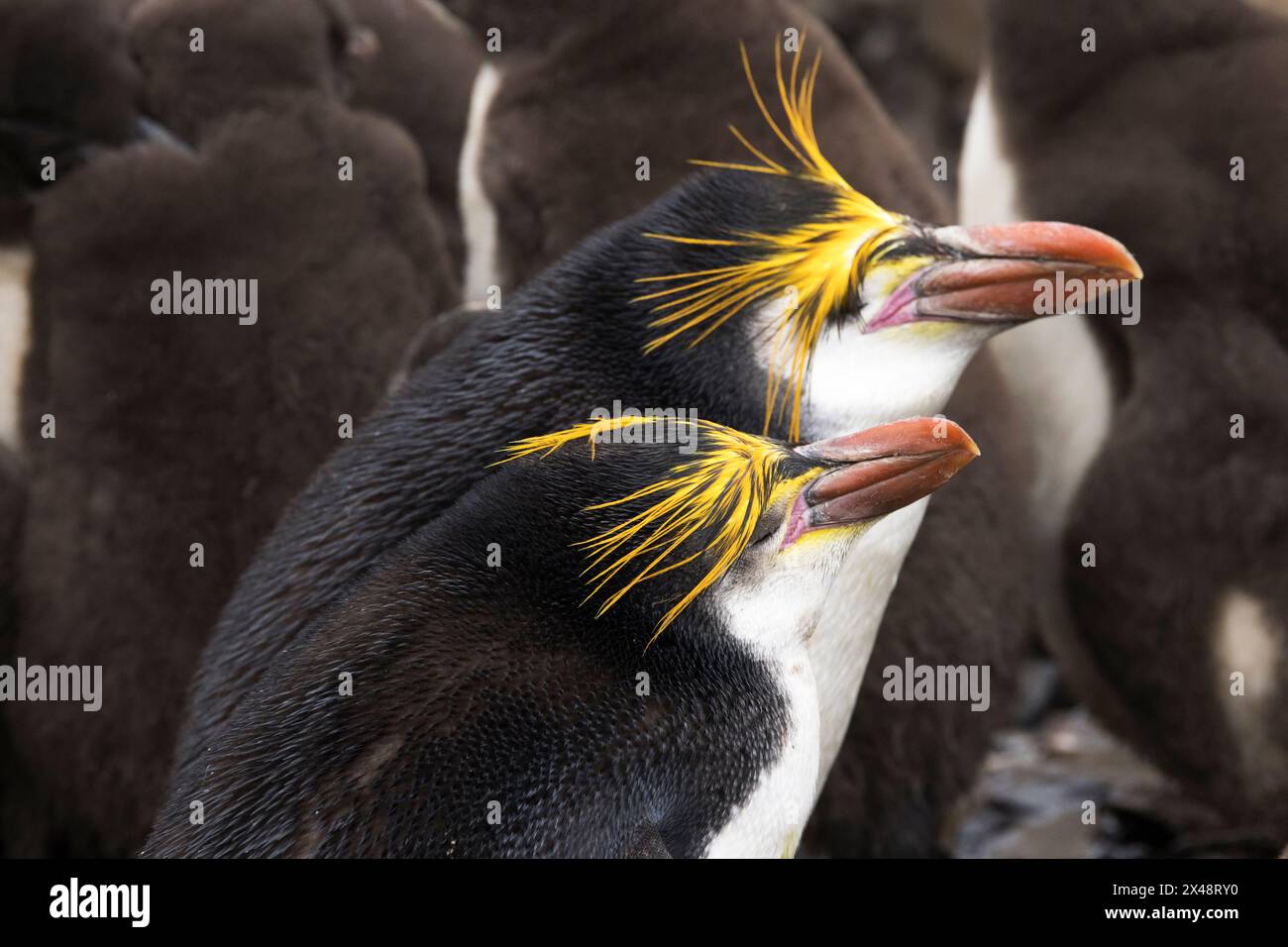 Royal Penguin (Eudyptes schlegeli) on the subantarctic Macquarie Island of Australia Stock Photo