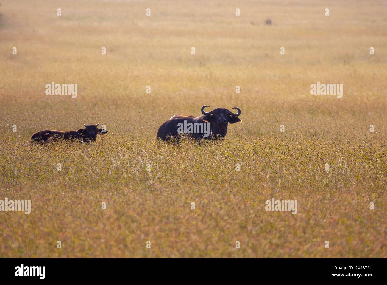 African buffalo mother calf hi-res stock photography and images - Alamy