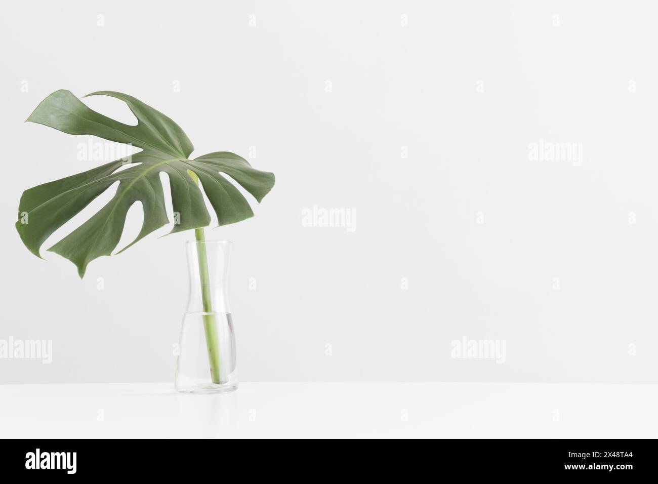 Monstera leaf in a glass vase on a white table with blank copy space ...