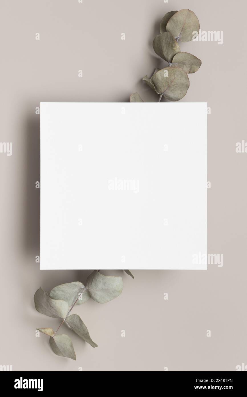 Invitation square card mockup with eucalyptus branches. Stock Photo