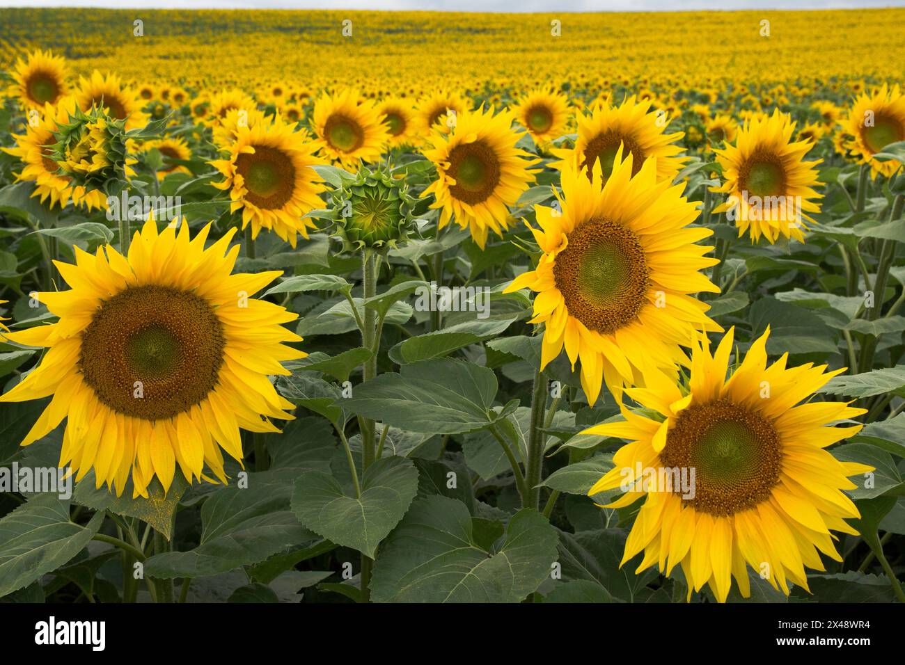 field of sunflowers in summer Stock Photo - Alamy