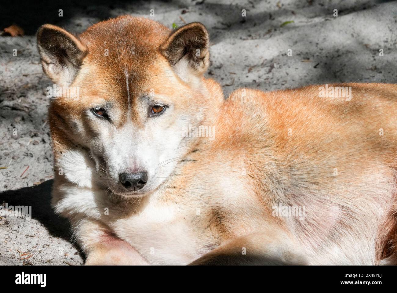 1/29/24, Naples, Florida, United States New Guinea Singing Dog on ...