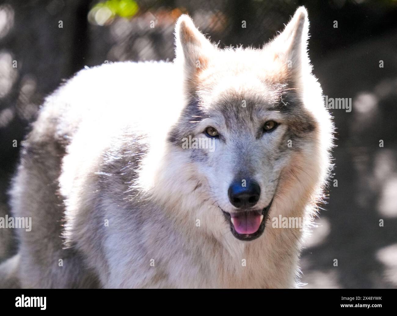 1/29/24, Naples, Florida, United States Coyote on display at the Shy ...