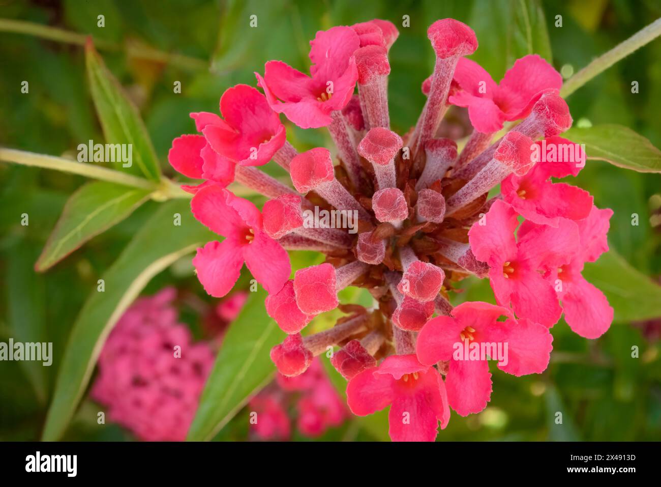 Blooming Bright Pink Lantana Bermuda Botanical Gardens Stock Photo - Alamy