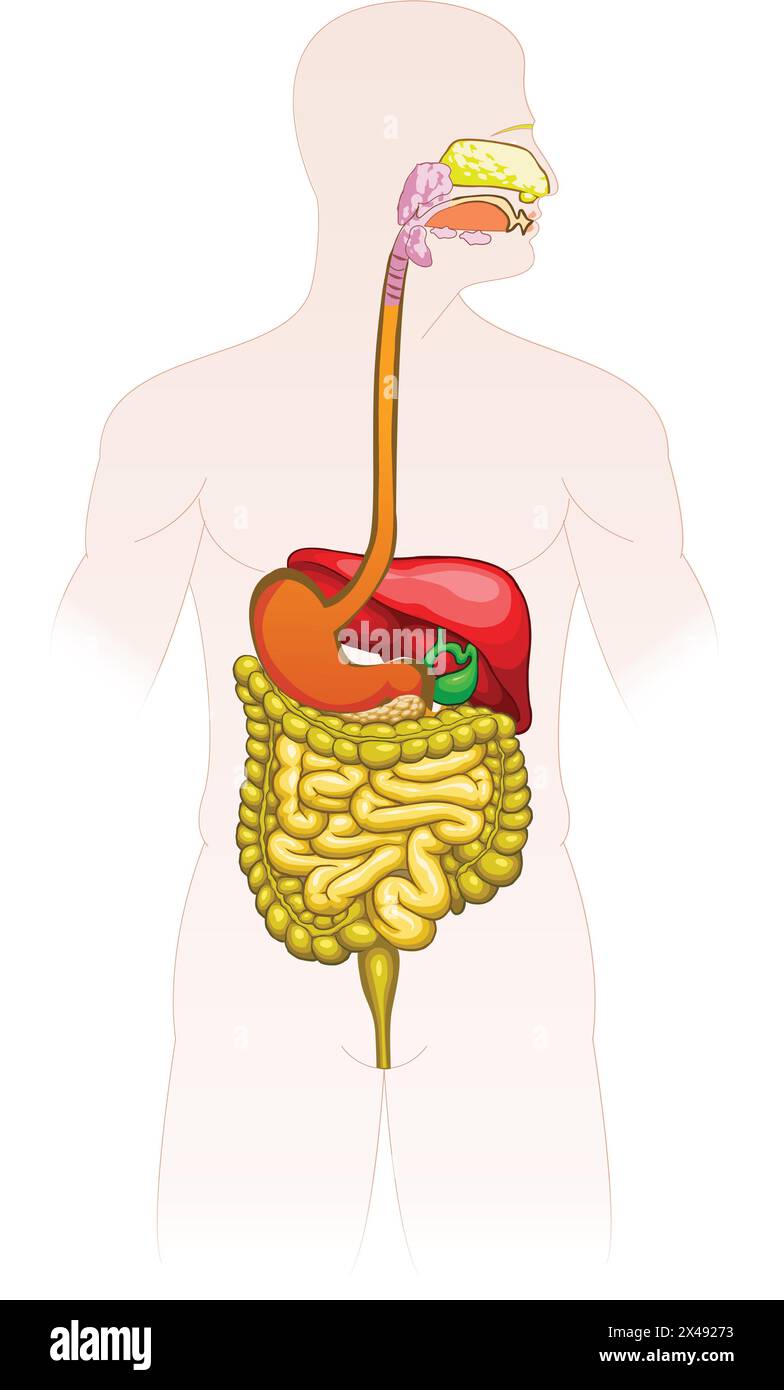 Human digestive system Stock Vector