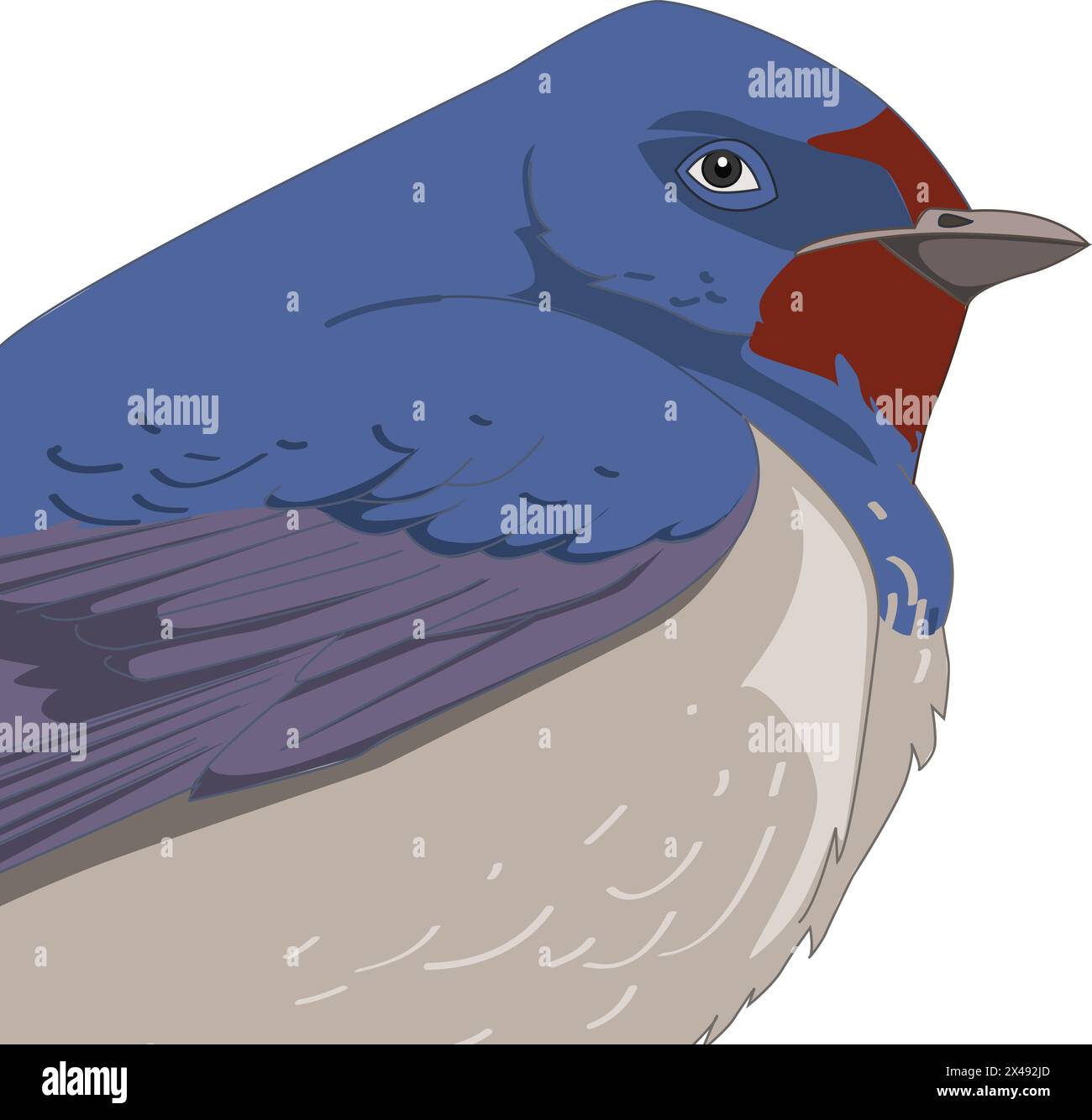 Kingfisher beak Stock Vector