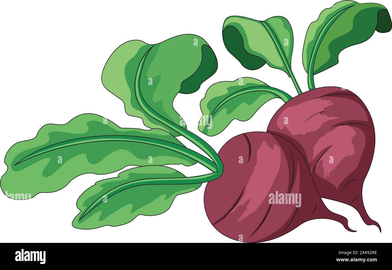 Set of two turnips Stock Vector