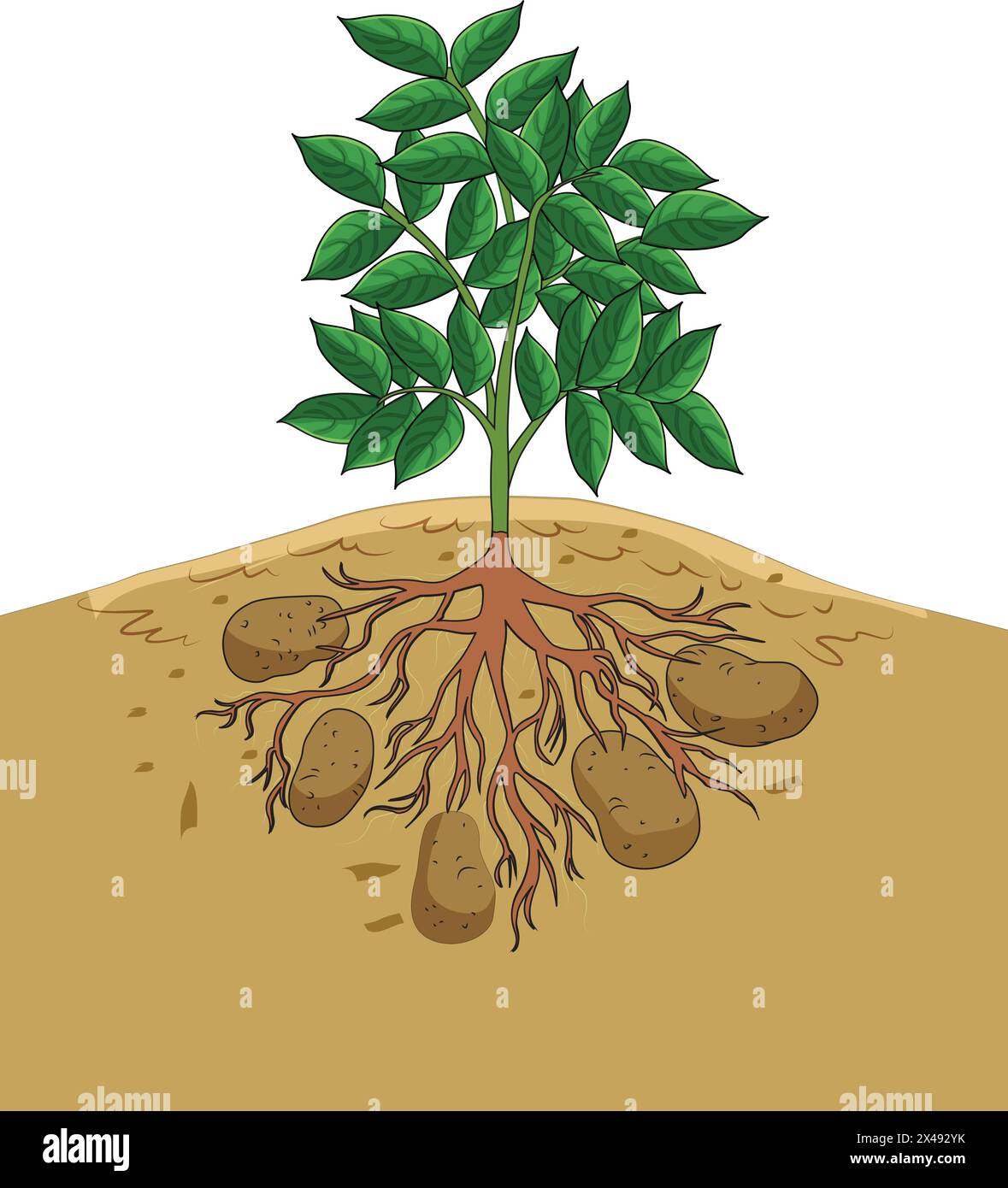 Plant parts - roots, leaves and stem Stock Vector