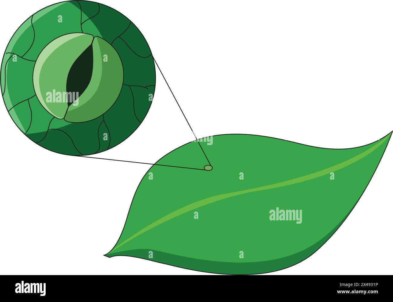 Stomata in leaves Stock Vector