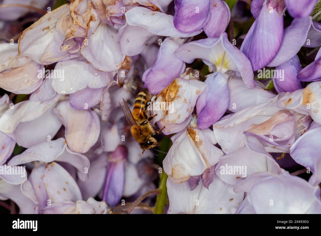 Bee (Apis mellifera, family: Apidae) on wisteria flowers (Wisteria sp ...