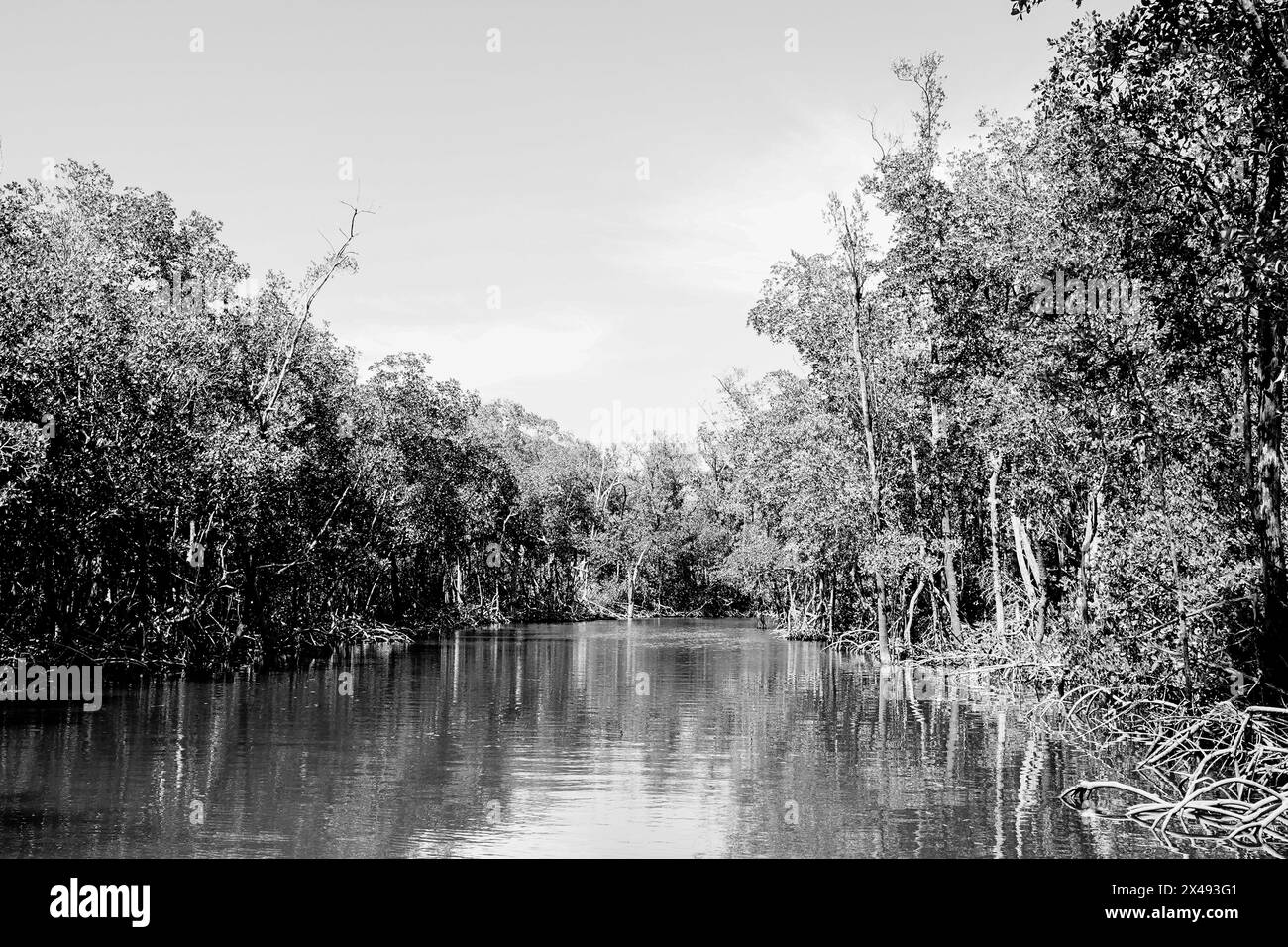 4/17/24, Everglades City, Florida, United States View of mangroves in