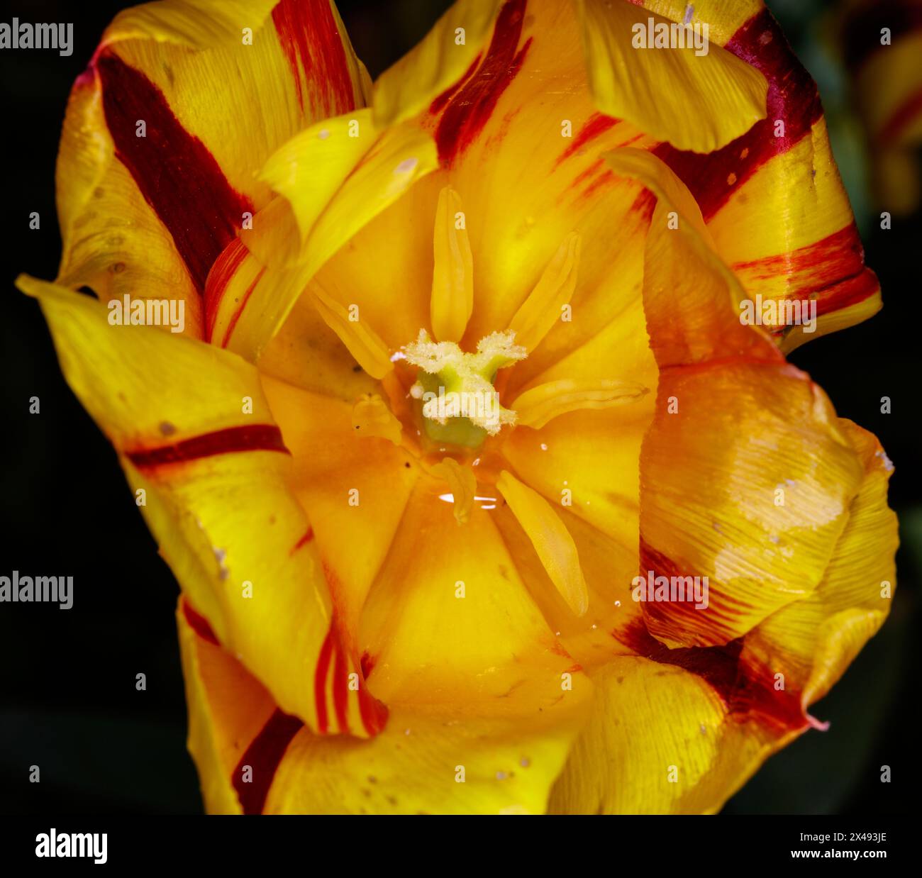 Tulip tulipa sp flower garden hi-res stock photography and images - Alamy