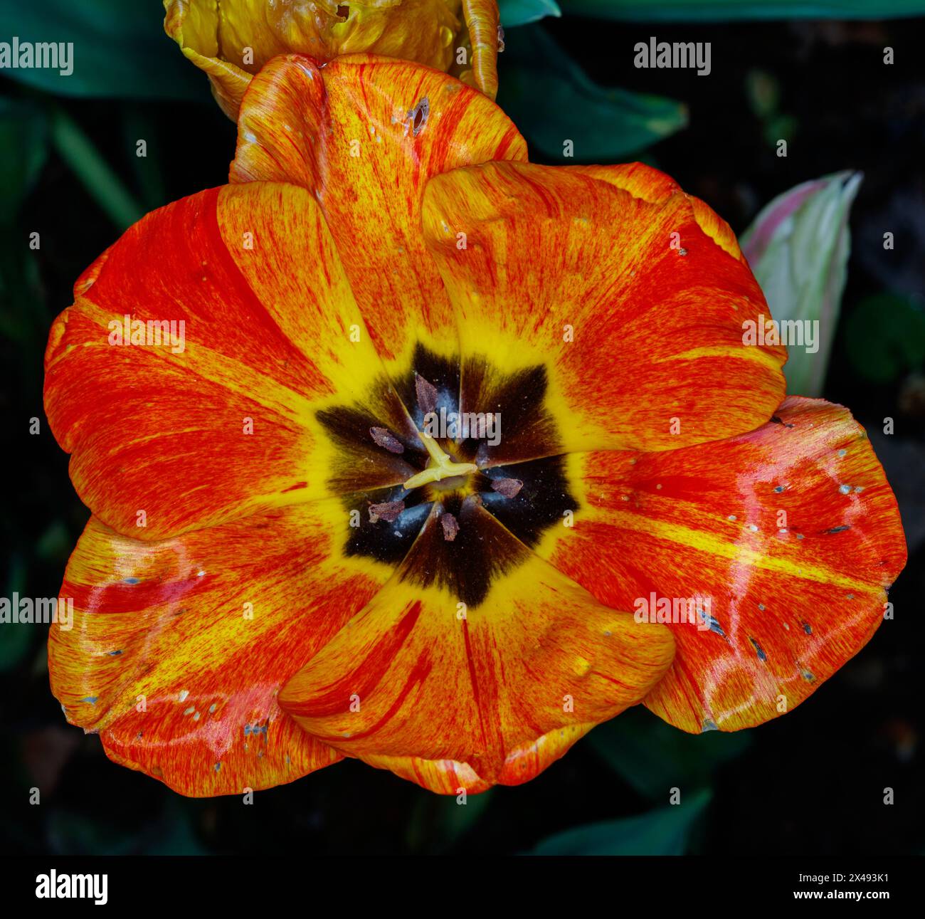 Tulip tulipa sp flower garden hi-res stock photography and images - Alamy