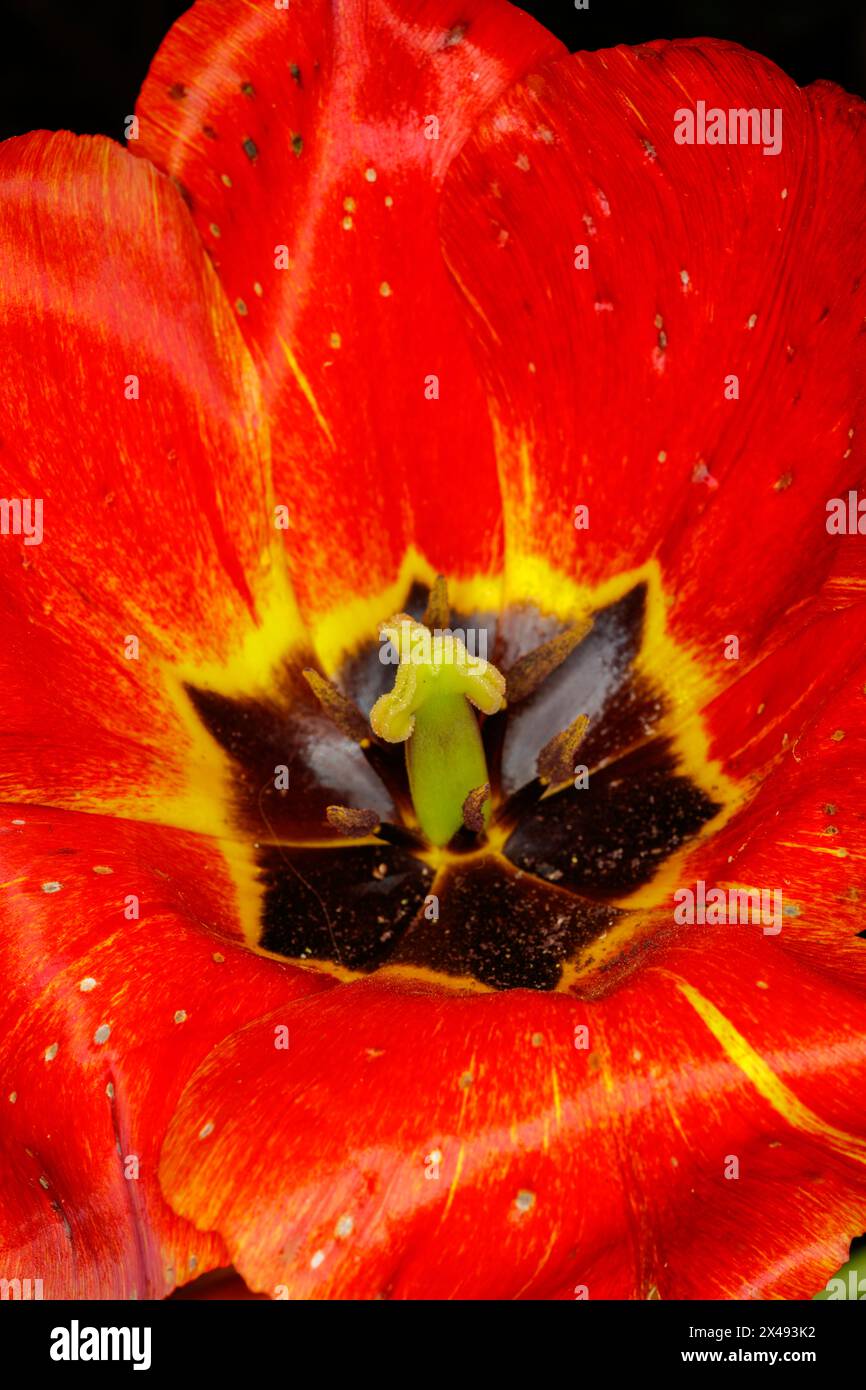 Tulip tulipa sp flower garden hi-res stock photography and images - Alamy