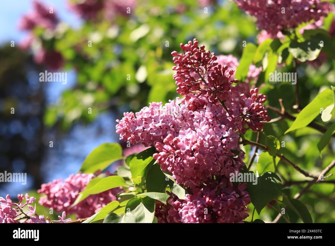 Lilac blossom on a sunny day in the park. Lilac bush in full bloom. Beautiful bright lilac flowers, spring natural background. Pink flowers, large inf Stock Photo