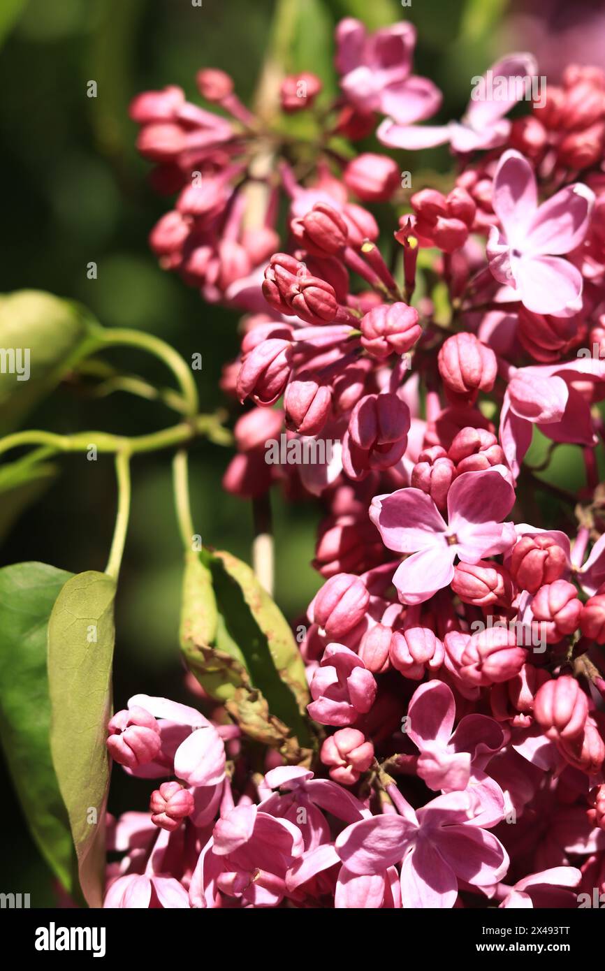 Lilac blossom on a sunny day in the park. Lilac bush in full bloom. Beautiful bright lilac flowers, spring natural background. Pink flowers, large inf Stock Photo